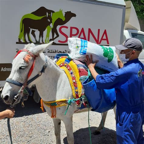 spana charity|spana shop.